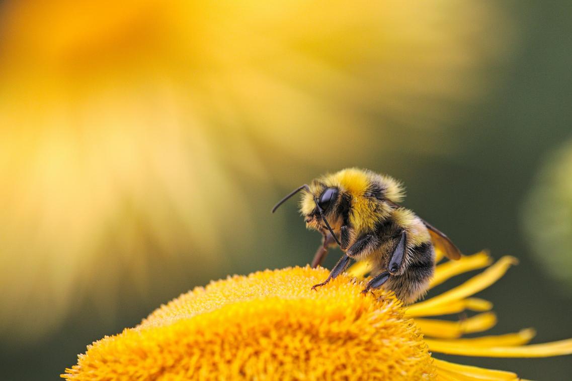Britse tiener onafscheidelijk van hommel: «Betty volgt me overal»