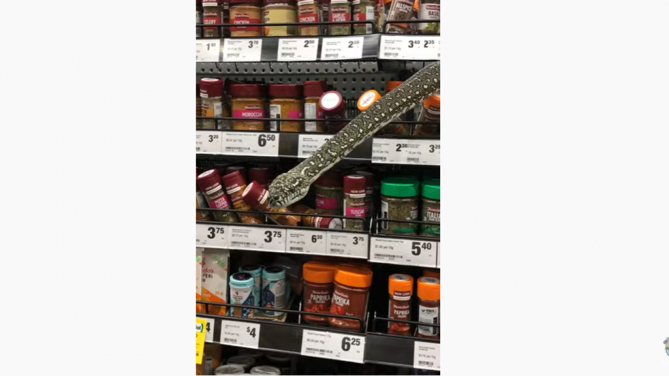 HELP. Enorme slang duikt op tussen kruidenpotjes in Australische supermarkt (video)