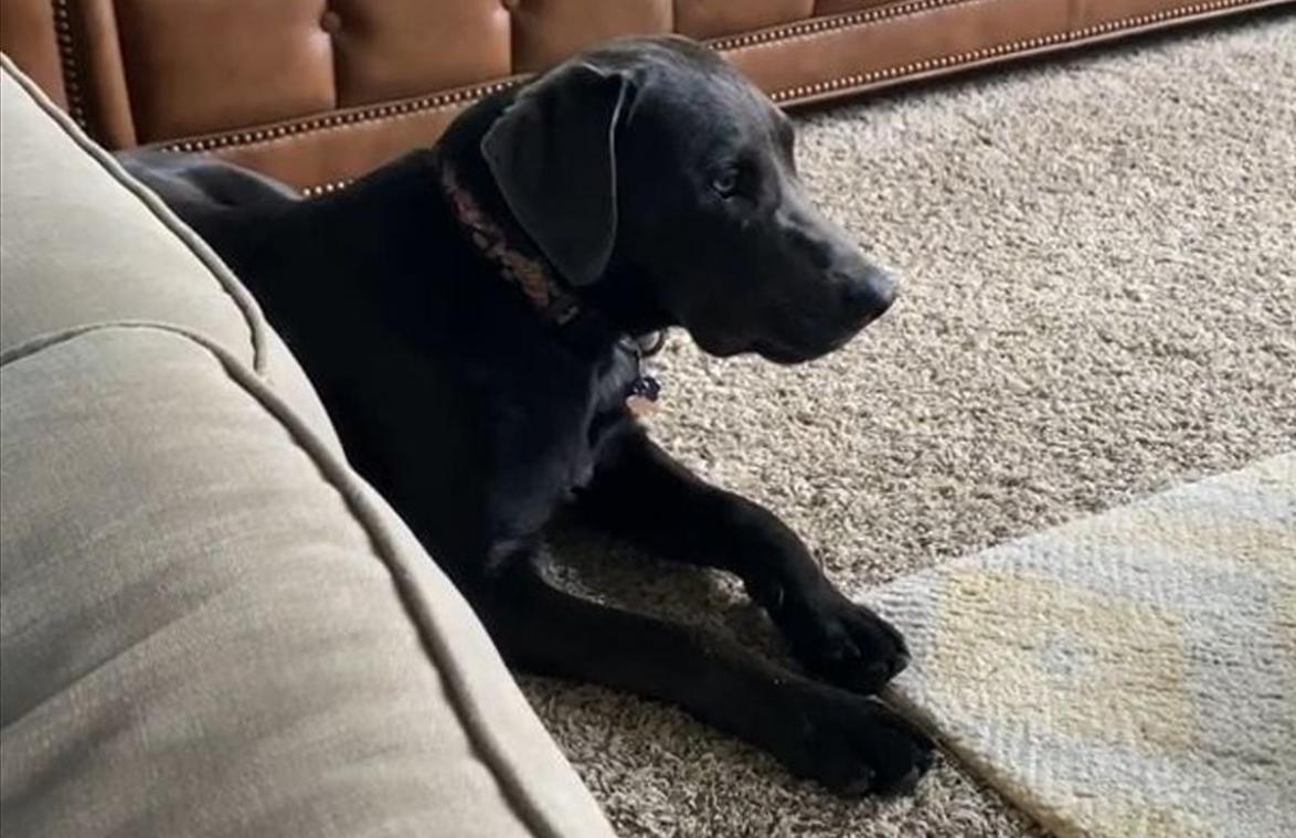Baasje doet alsof ze telefoongesprek voert. De reactie van haar hond is goud waard! (video)