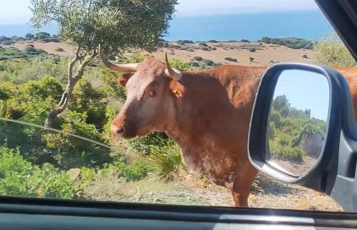 Toerist vraagt de weg aan koe. Haar reactie? Dolkoemisch! (video)