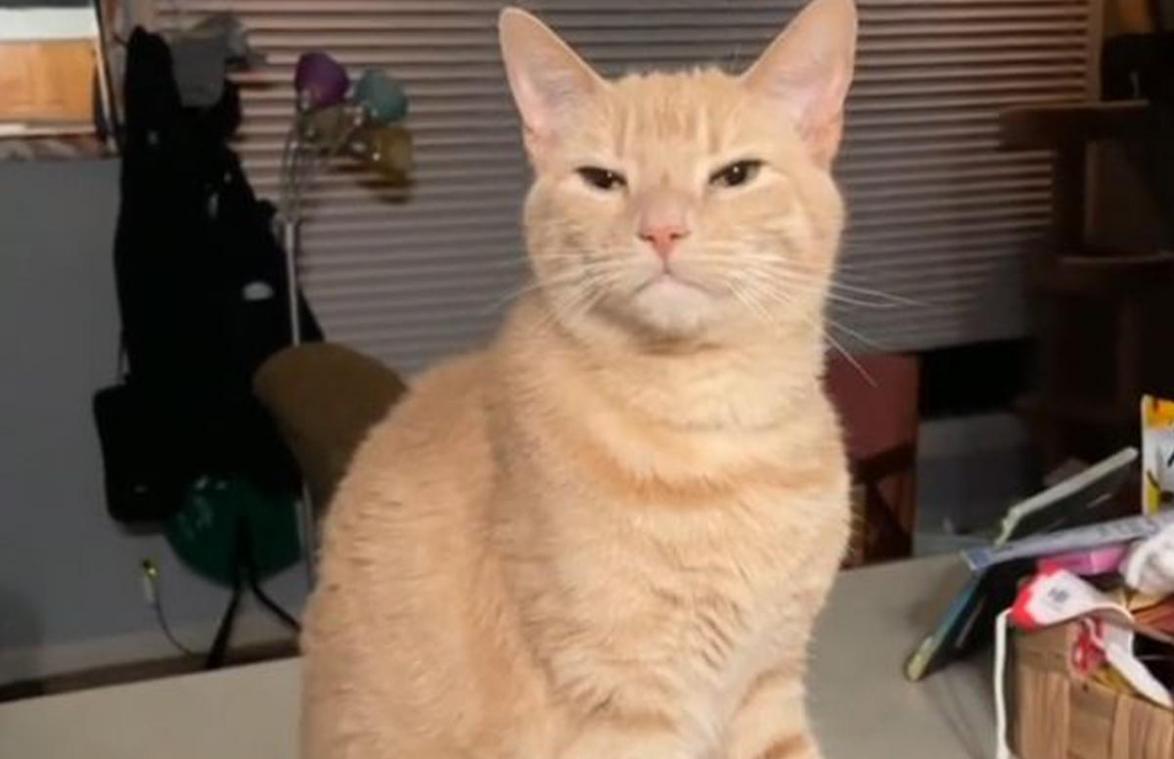 HILARISCH! Kat doet alsof hij een mank pootje heeft, maar hij valt al snel door de mand (video)