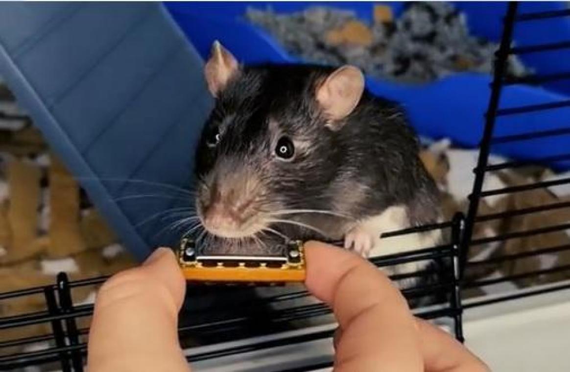 Bizar! Rat brengt single uit op de mondharmonica (video)