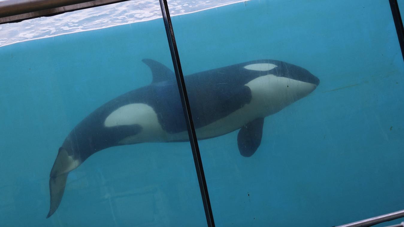 Hartverscheurende beelden tonen ‘meest eenzame orka ter wereld’ (video)