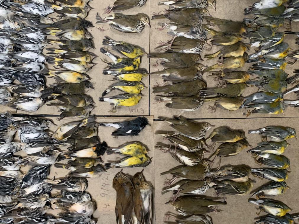 Macaber zicht: honderden vogels crashen tegen flatgebouwen in New York (video)