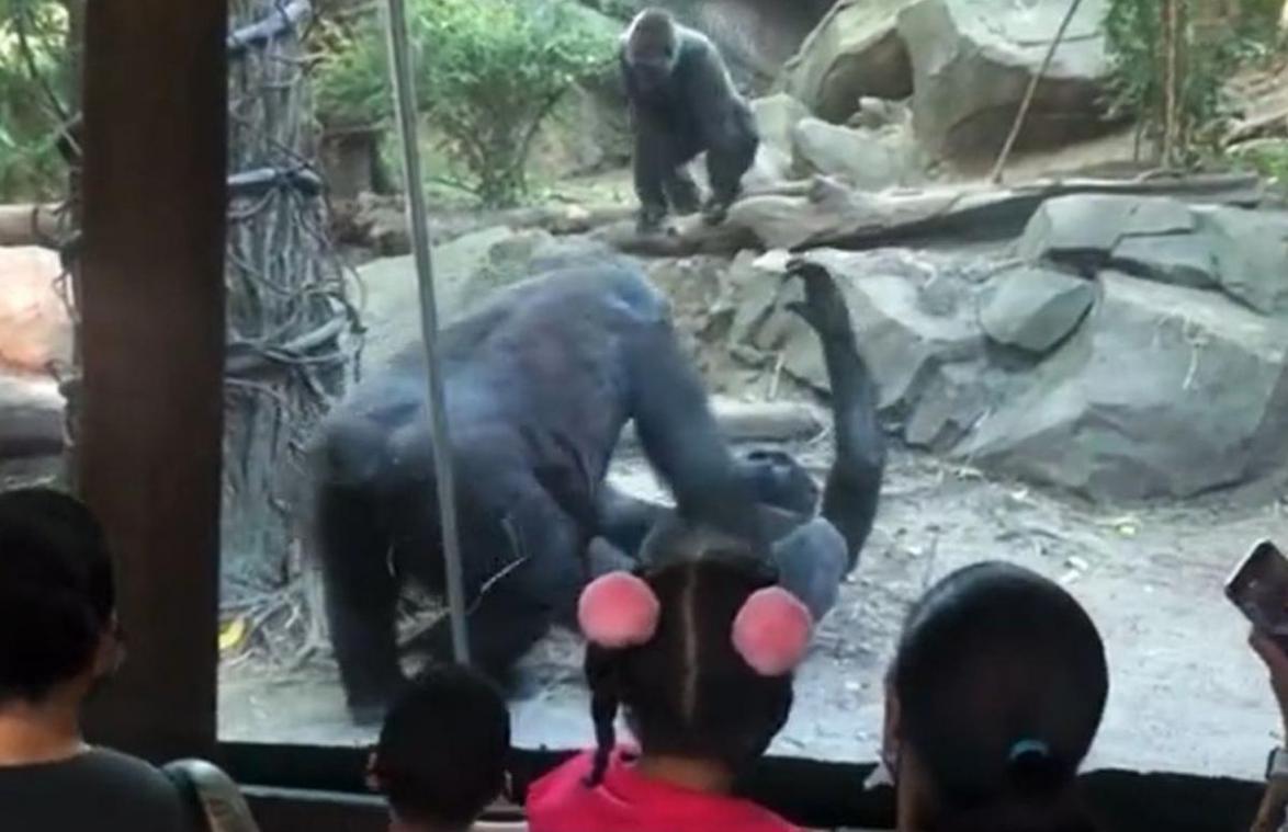 Dierentuinbezoekers gechoqueerd wanneer gorilla’s plots wel héél intiem moment beleven (video)