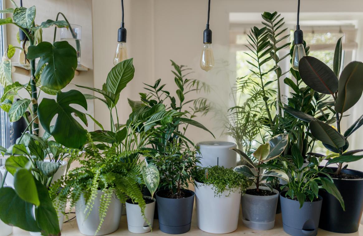 BIZAR. Influencer beweert dat menstruatiebloed wonderen doet voor haar planten