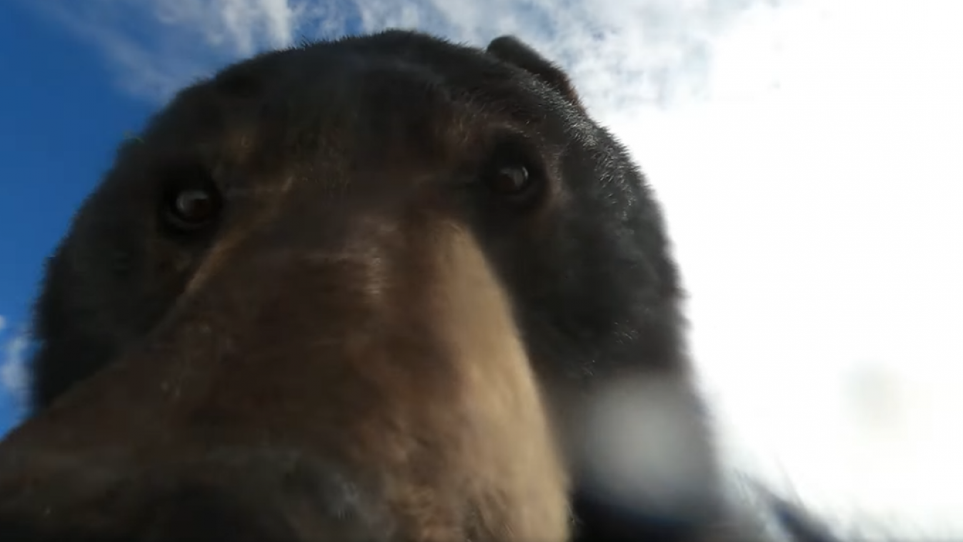 Amerikaanse jager vindt GoPro-camera in bos: «Ik geloofde mijn ogen niet toen ik de beelden zag»