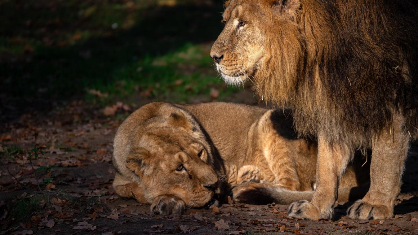 SCHATTIG! Twee Aziatische leeuwtjes geboren in Zoo Planckendael