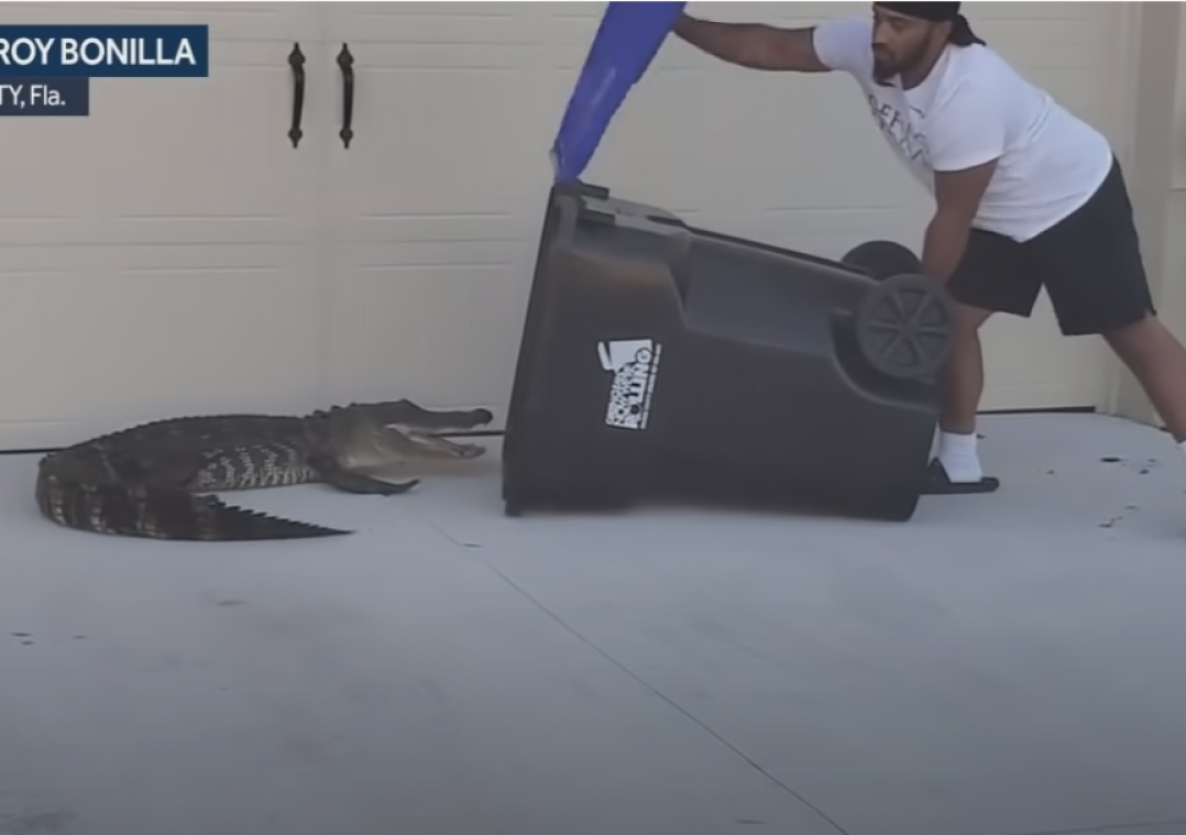 WOW. Vader op slippers vangt alligator met ... een vuilbak (video)