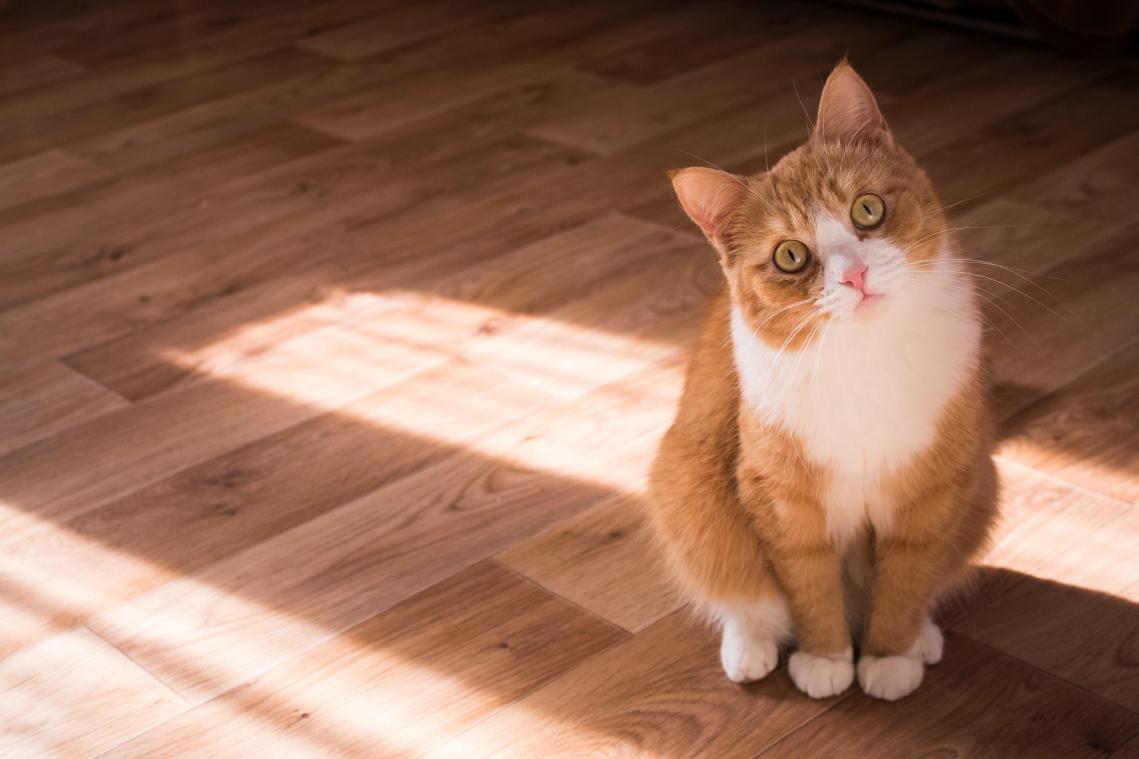 Nieuw bewijs: je kat ziet je liever dan je denkt