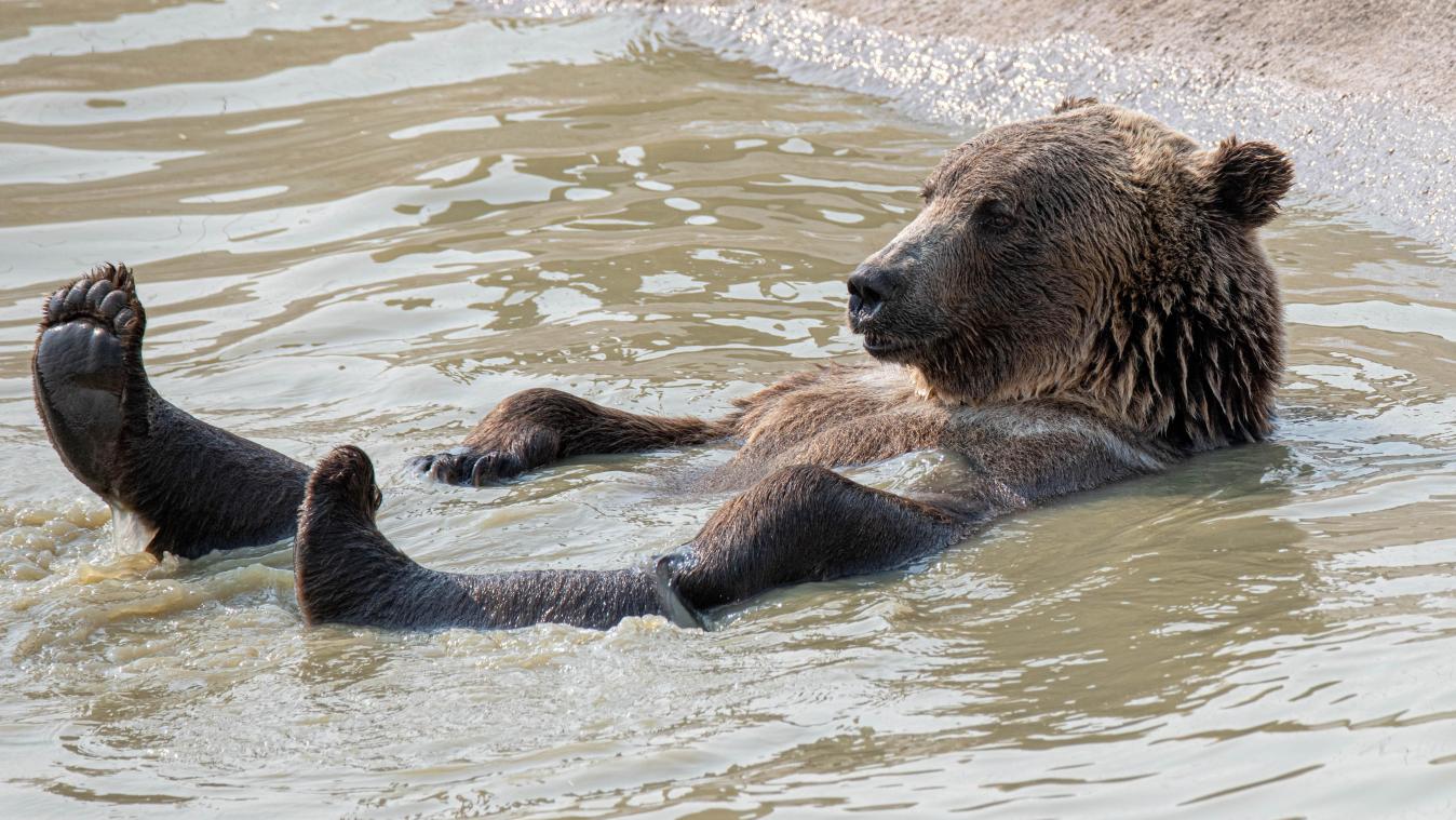 Maak kennis met bruine beer Otis, winaar van de Fat Bear verkiezing in Alaska