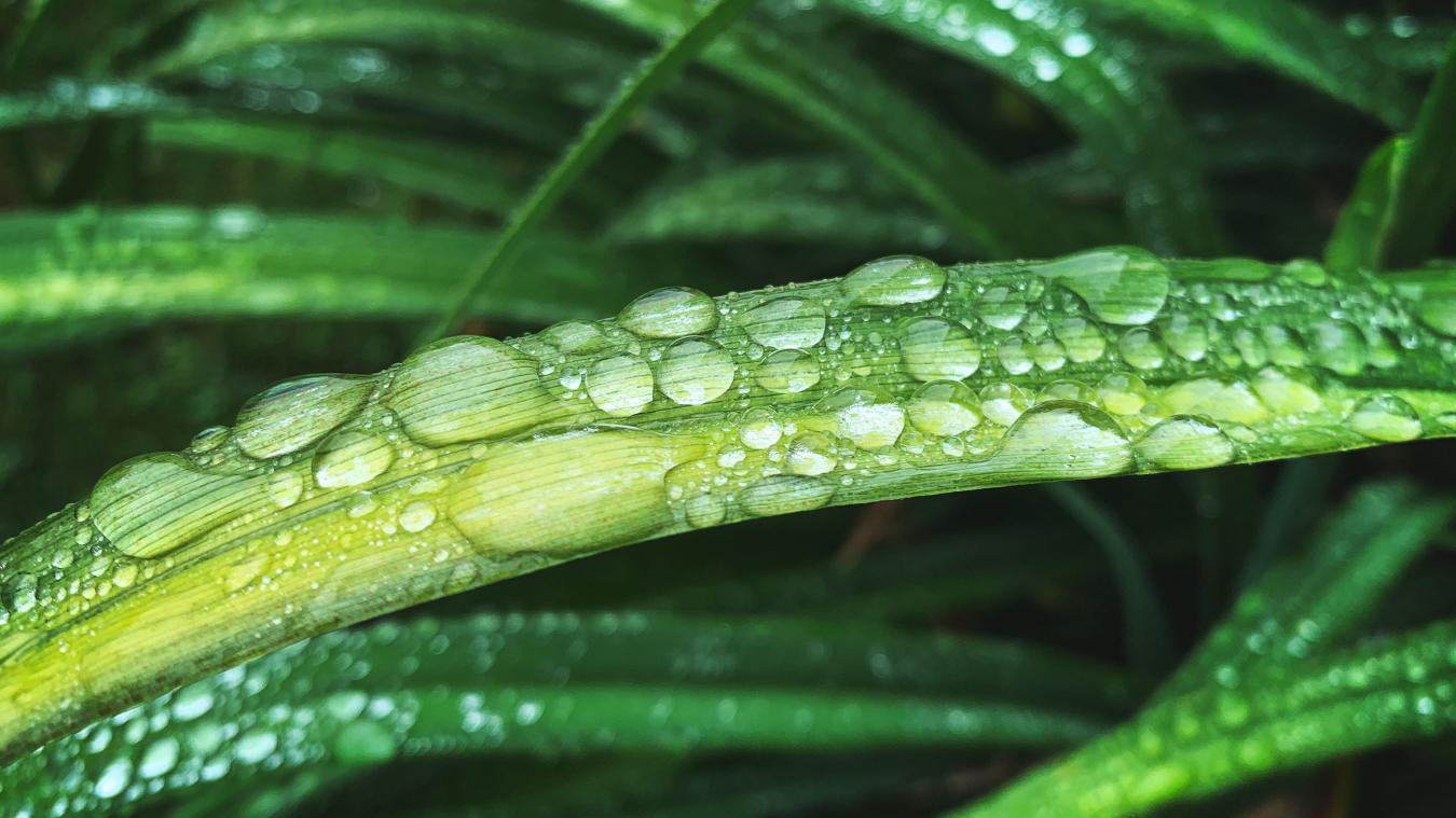 BIZAR. Mysterieuze plant eindelijk na 50 jaar geïdentificeerd