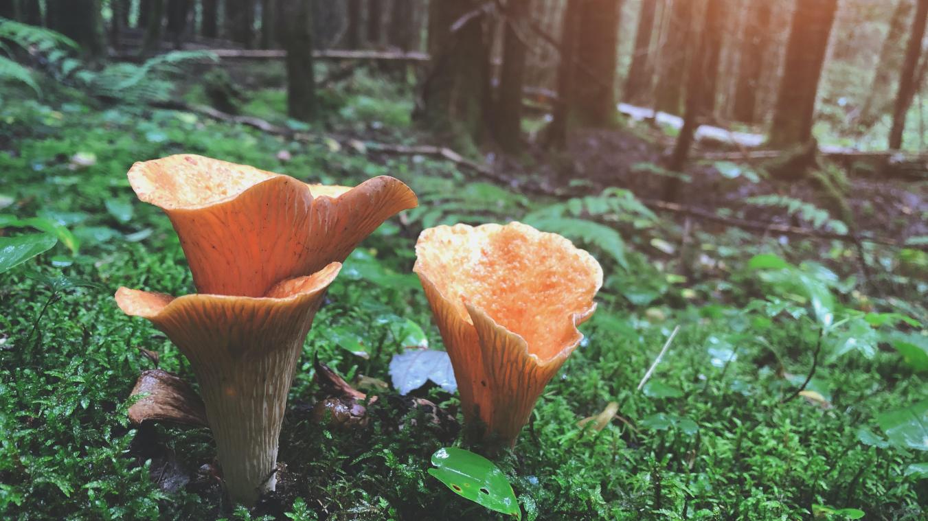 Tweehonderdtal landen beloven in verklaring om verlies aan biodiversiteit terug te draaien