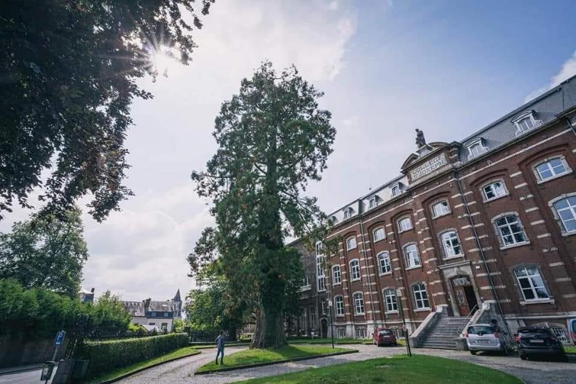 Deze kanjer is de Belgische boom van het jaar