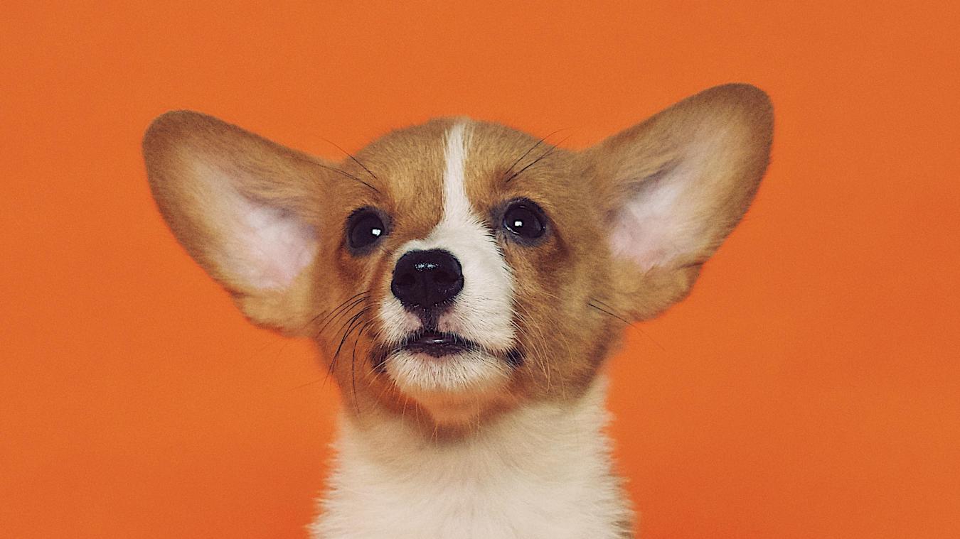 Wist je dat… je hond door heeft wanneer je liegt?