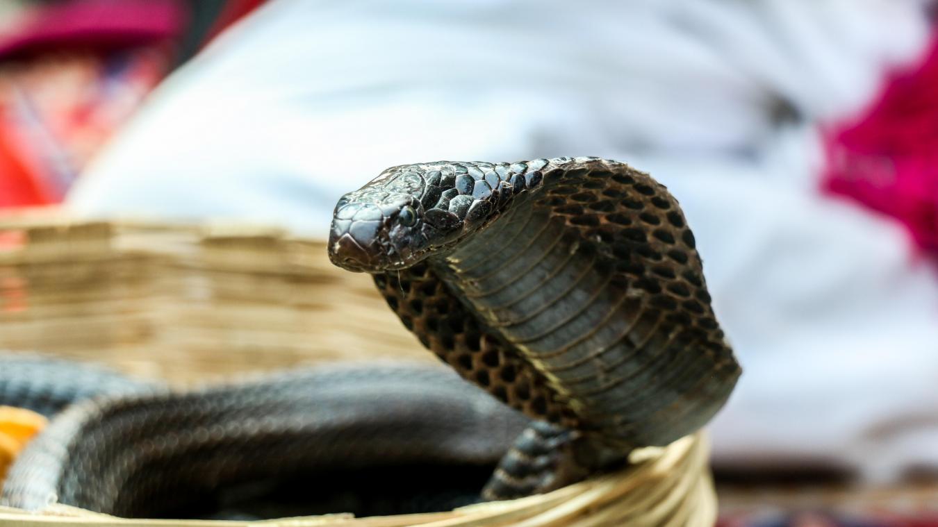 BIZAR. Indiase man doodt dubbelganger met beet van cobra om levensverzekering op te strijken
