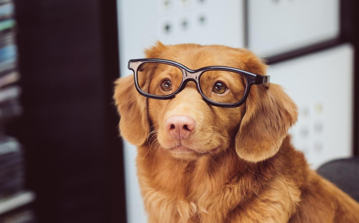 Kan je leren converseren met je hond? Deze studie beweert van wel