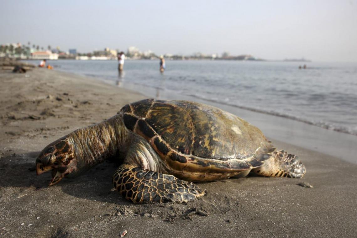 Honderden dode schildpadden aangetroffen op Mexicaans strand