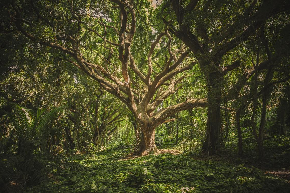 LUISTER. Bioloog maakt dikke ambient beats via ‘bio-elektriciteit’ van planten (video)