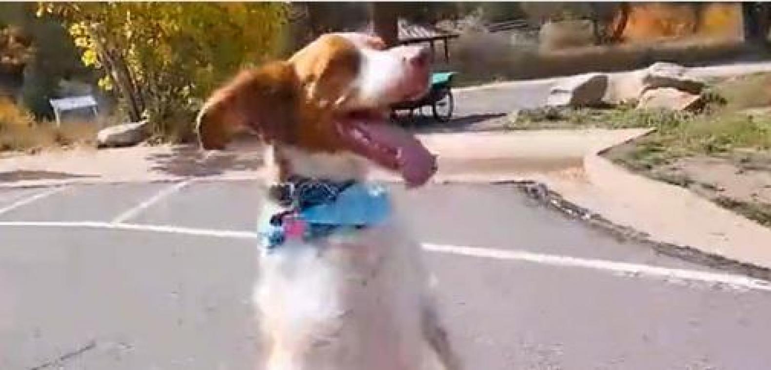 OHHH. TikTok-hond verloor voorpootje in een ongeluk, maar wandelt nu rechtop (video)