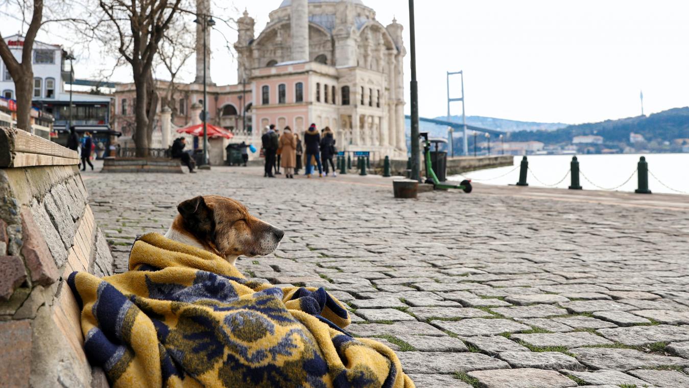 Dierenartsen gaan gezelschapsdieren van daklozen helpen op straat