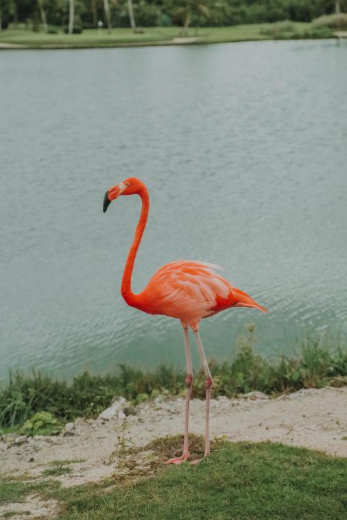 Zo wil Bellewaerde ontsnapte flamingo Flammy in de val lokken