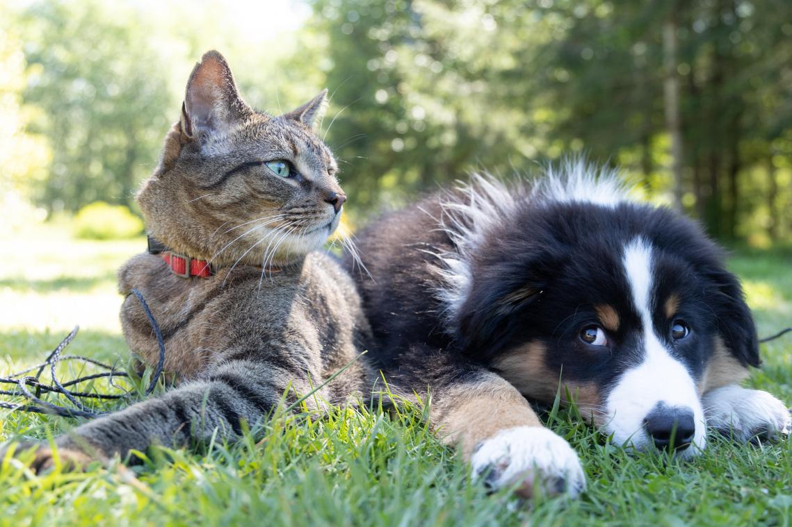 Boom planten in ruil voor een dierenfoto: wie zit er achter deze Instagram-hype?