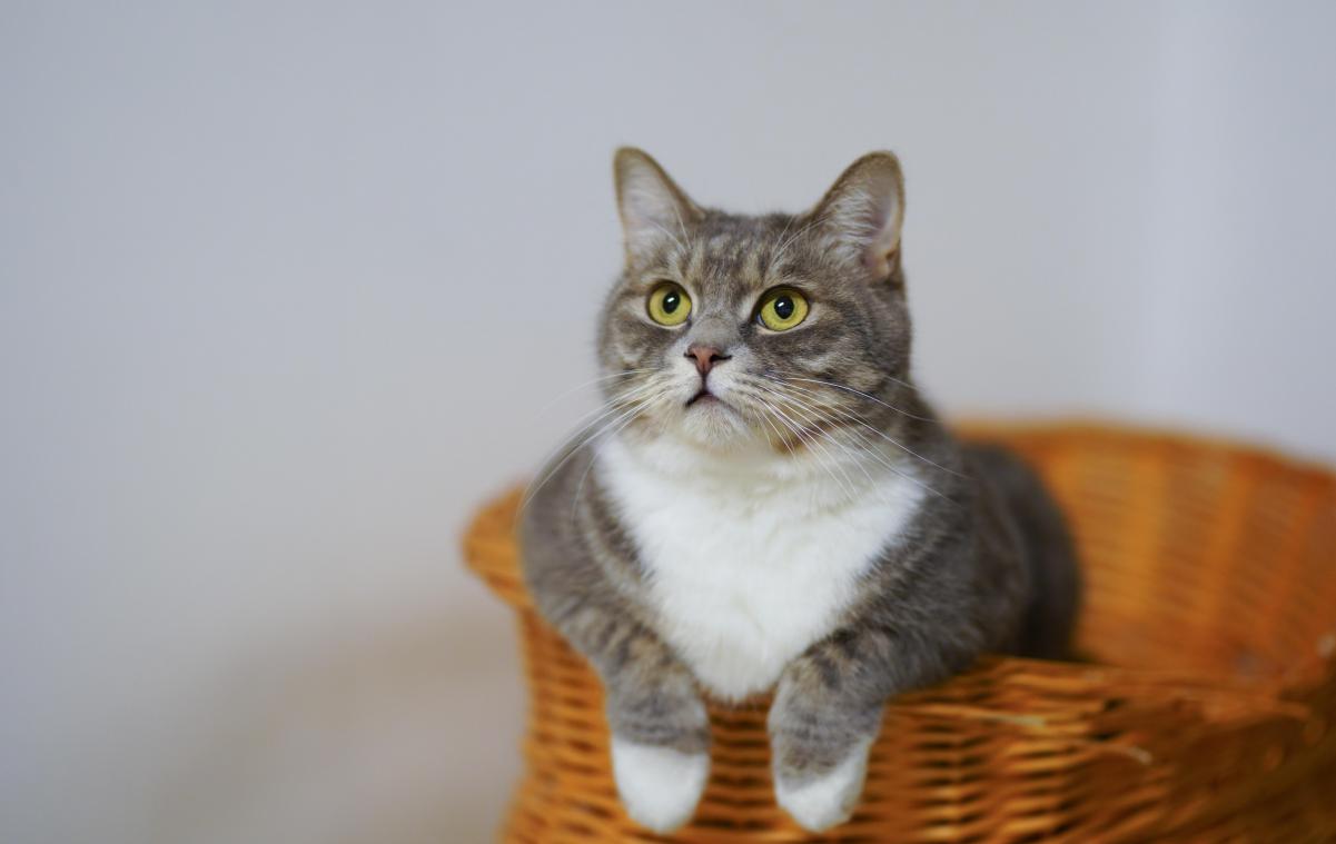 #PetPortraits: Lijkt jouw kat op een historische kat uit een kunstwerk ?