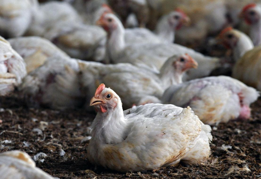 Na Colruyt, Aldi, Delhaize en Lidl bant nu ook DEZE supermarktketen plofkippen tegen 2026