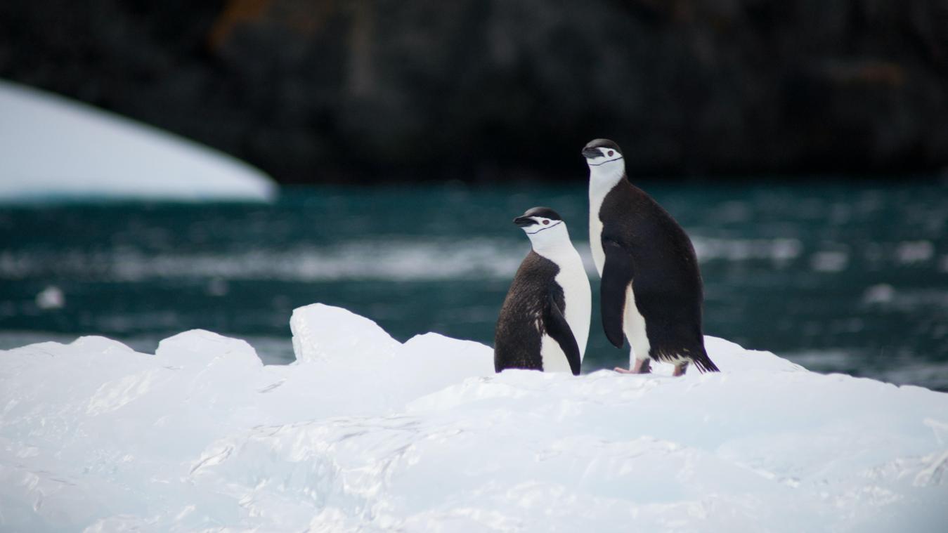 OEPS. Pinguïn legt 3.000 km af en spoelt aan op Nieuw-Zeelands strand