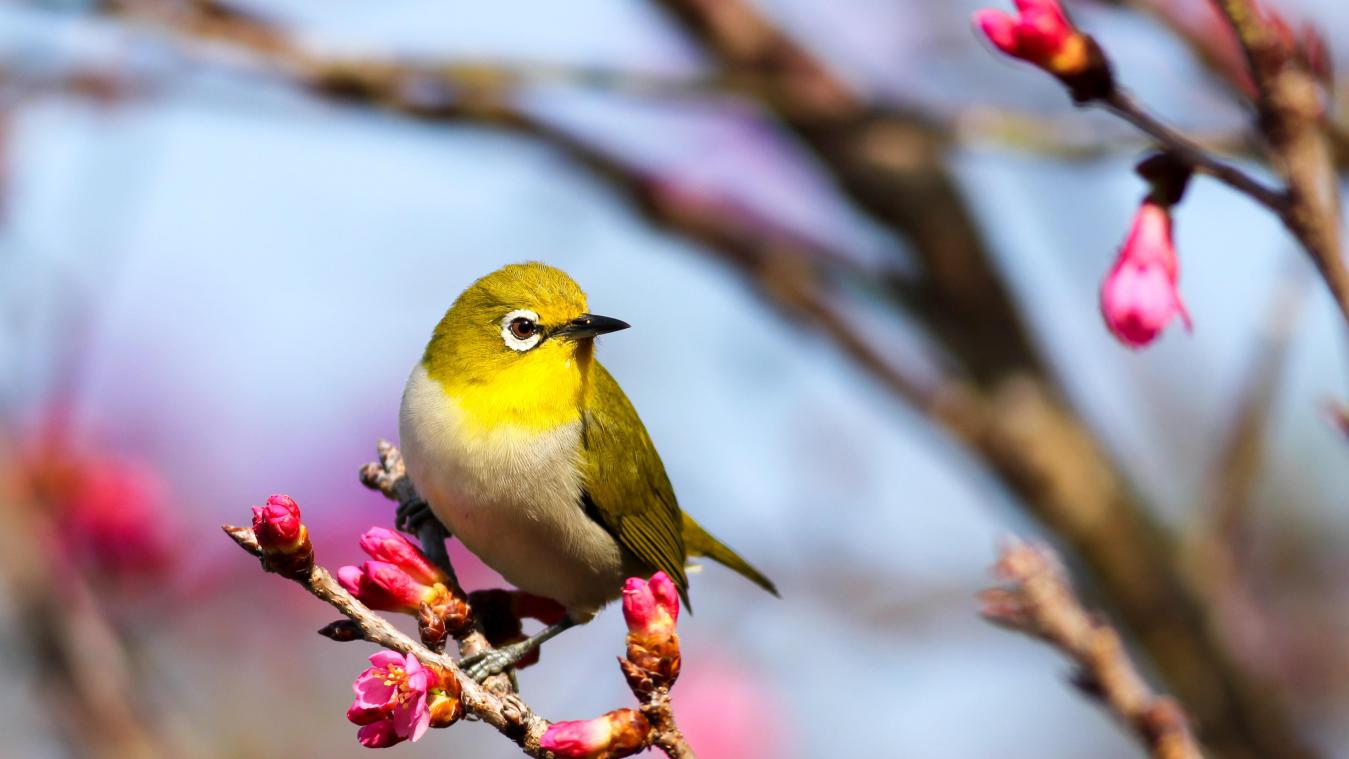 BIZAR. Vogels zingen steeds minder