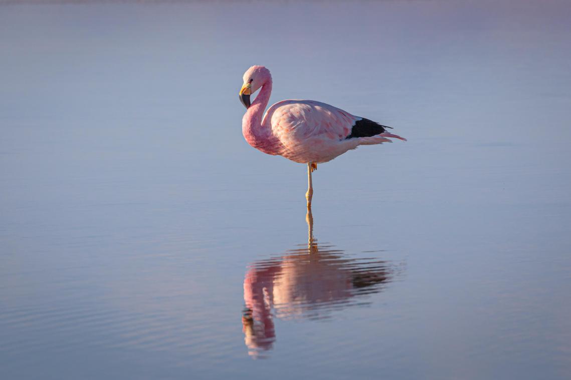 Verzorgers vangen ontsnapte flamingo Flammy
