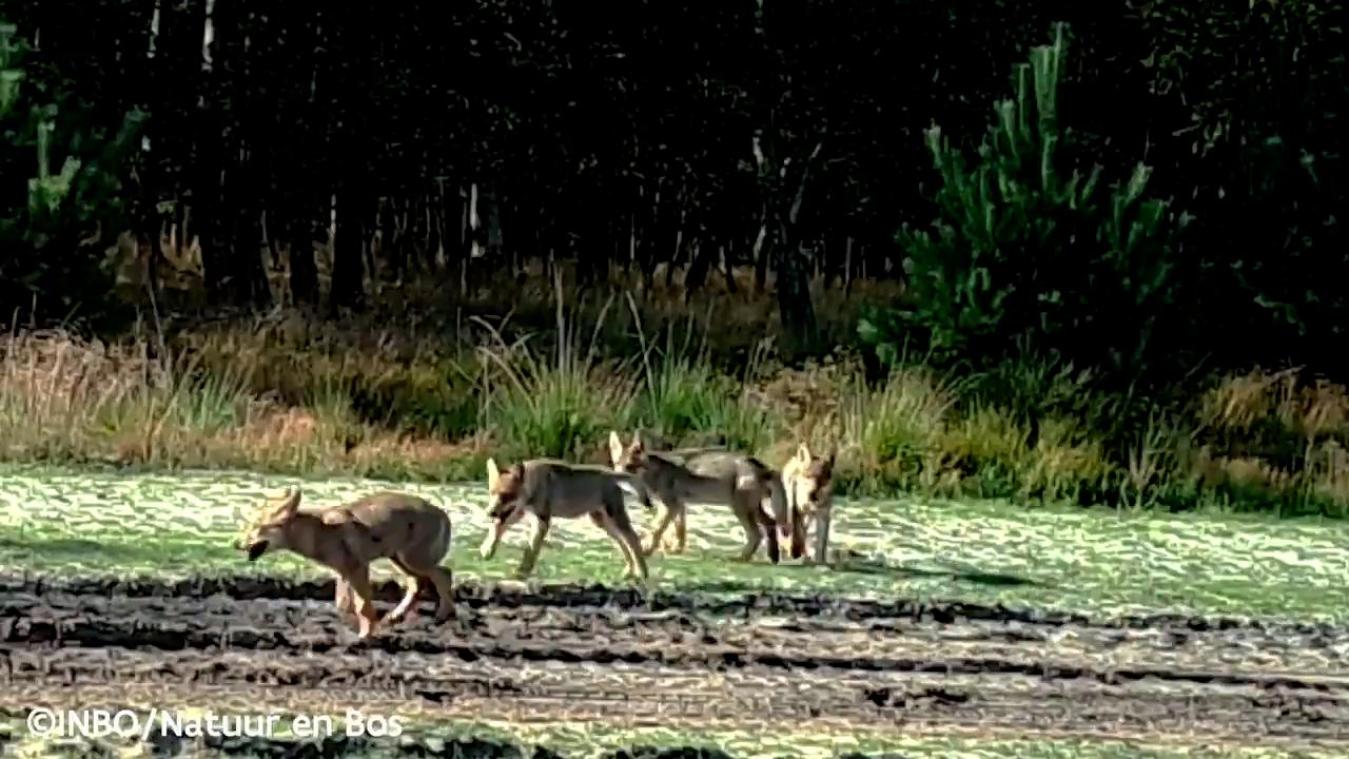 Jonge wolf doodgereden op grens van Oudsbergen met Peer