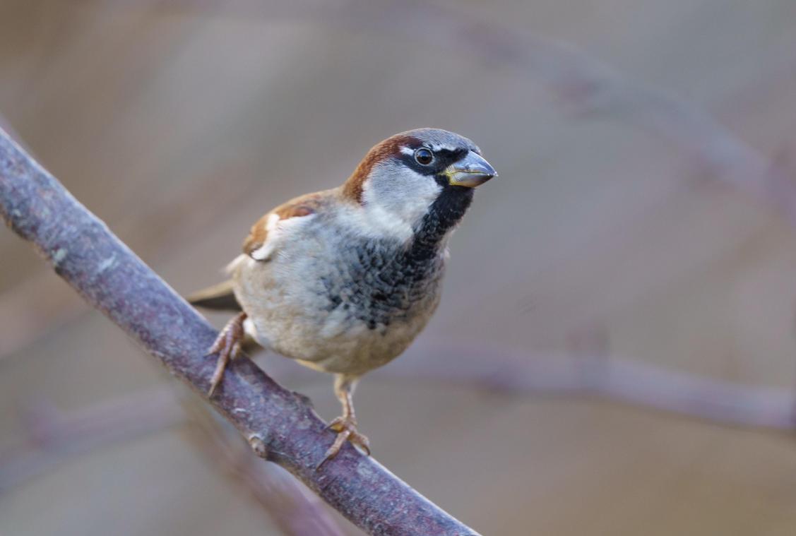 OH NEE. Steeds minder vogels: Populatie van DEZE vogelsoort gehalveerd