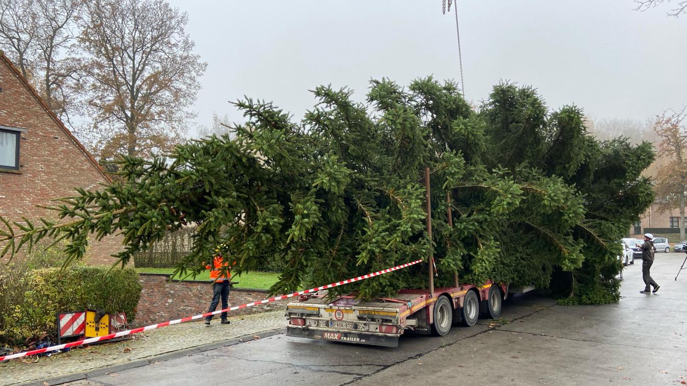 Kerstboom voor Grote Markt in Brussel gekapt in tuin in Dilbeek