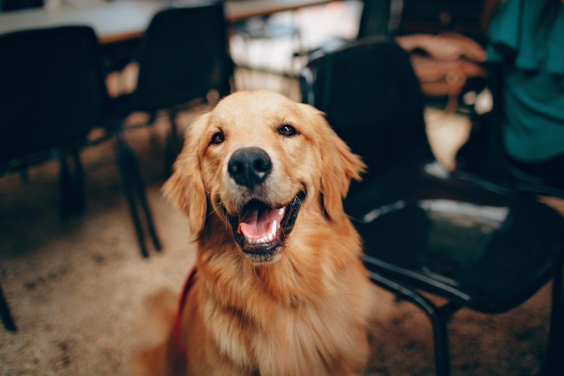 Wafblieft? Met de DogPhone kan een hond z’n baasje opbellen