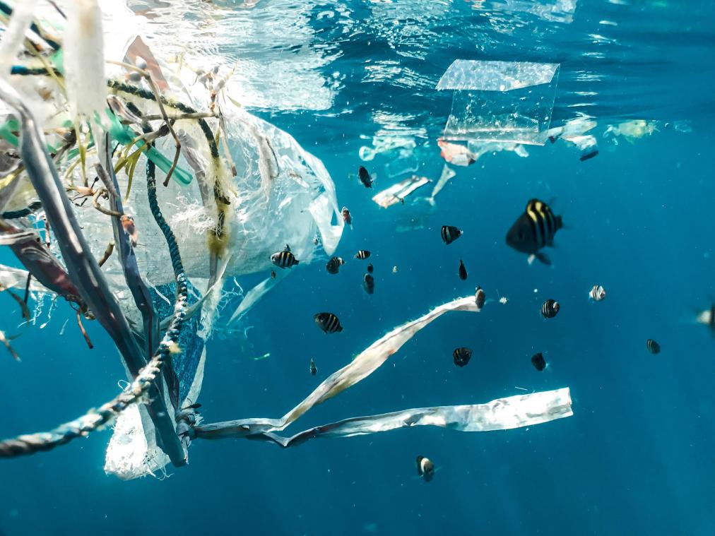 Per week eten we 5 gram microplastics: Deze voeding vermijd je beter en dit zijn alternatieven