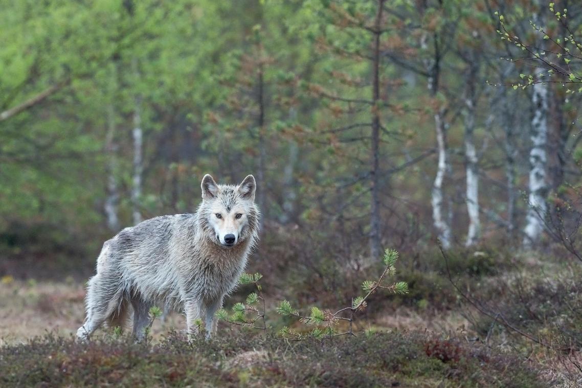 «Mogelijk nieuwe wolf op komst naar provincie Antwerpen»