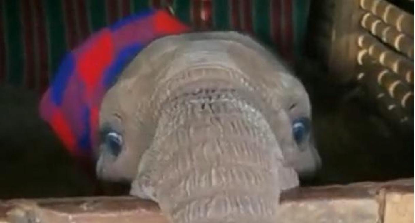 SCHATTIG. Baby-olifantje speelt ‘kiekeboe’ en het is hartverwarmend (video)
