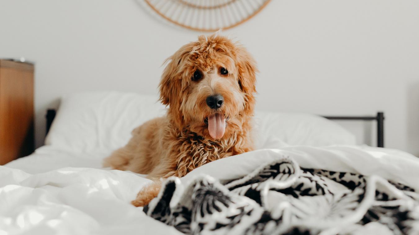 Slapen met je huisdier in bed kan gevaarlijk zijn