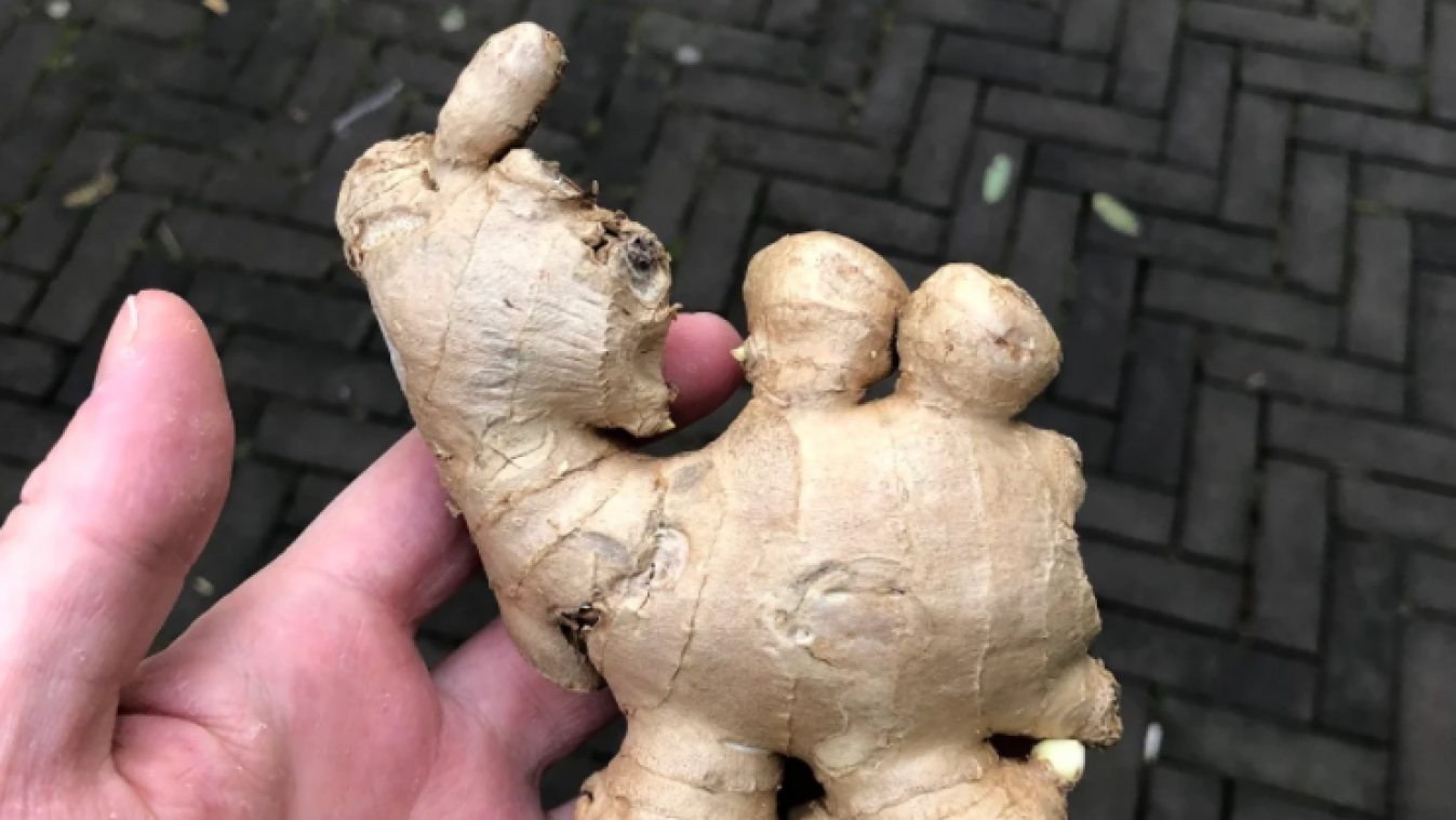 Na cavia-chip nu gemberkameel op Marktplaats: «Hoogste bod 2.060 euro»