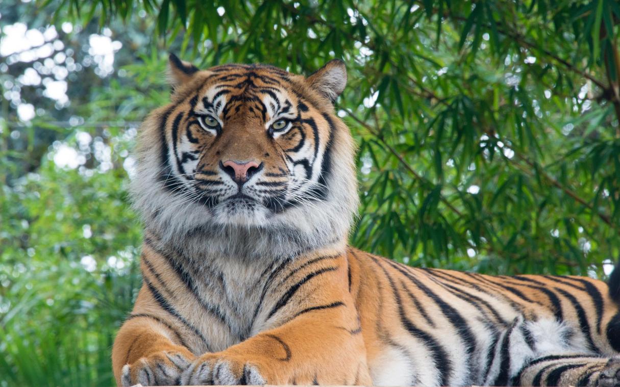Nepal gaat tellen hoeveel Bengaalse tijgers er nog in het wild leven
