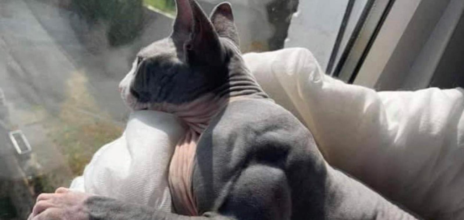 BIZAR. Kat die door een zeldzame ziekte eruit ziet als een bodybuilder gaat viraal (foto)
