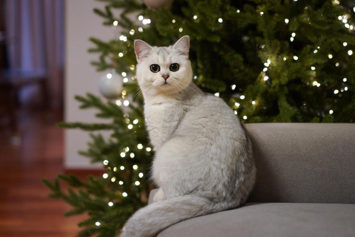 LIFEHACK. Via deze techniek zou je je kat zo «traumatiseren» dat ze jouw kerstboom voor altijd gerust laat (video)