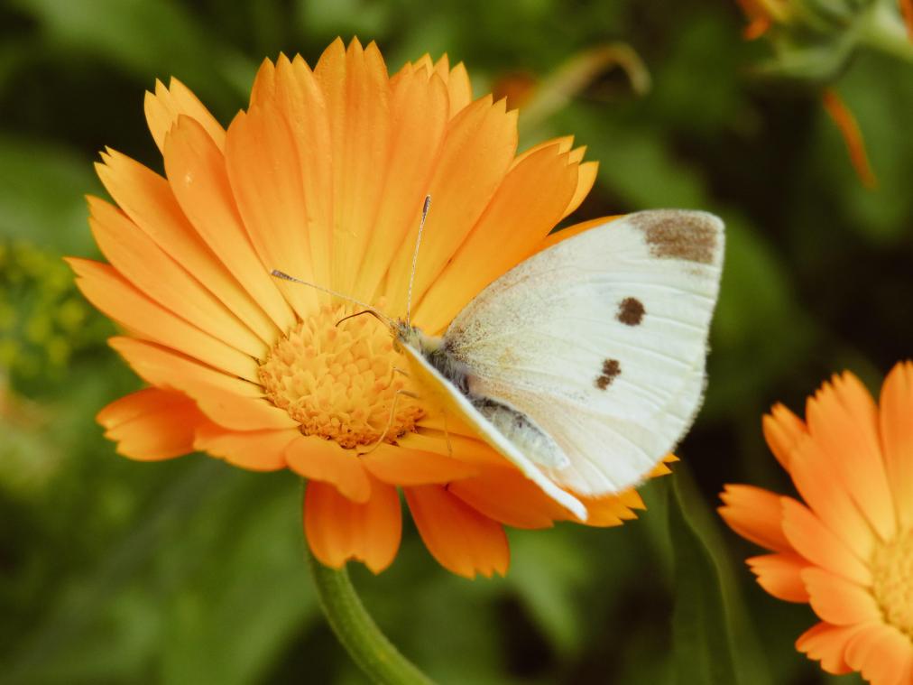 Tegen menstruatiepijn en voor een zachte huid: Dit is waarom de calendula-bloem een must-have is