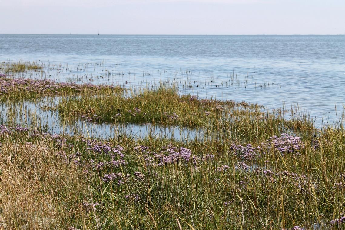Werelderfgoedstatus Waddenzee in gevaar door gaswinning