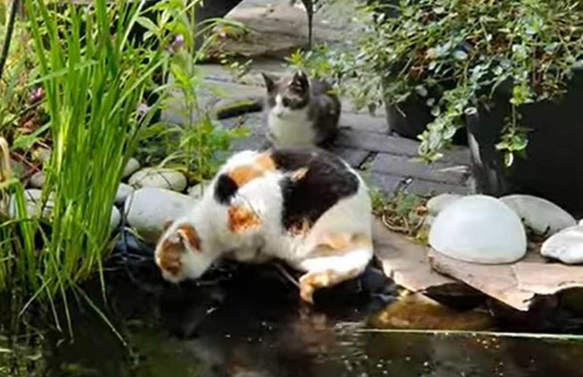 Ondeugende kitten duwt kat van buren in vijver: «Zo schattig, maar duivels!» (video)