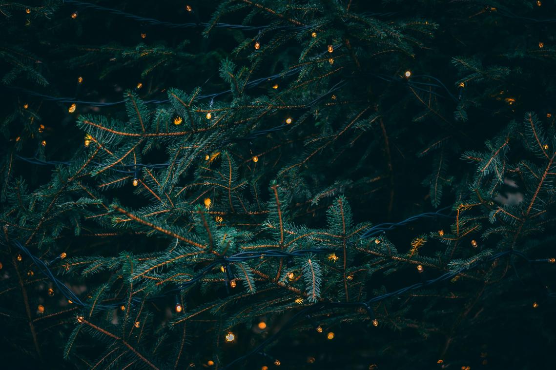 OMG. Familie zet kerstboom op, maar ontdekt plots DIT dodelijke dier tussen de slingers (video)