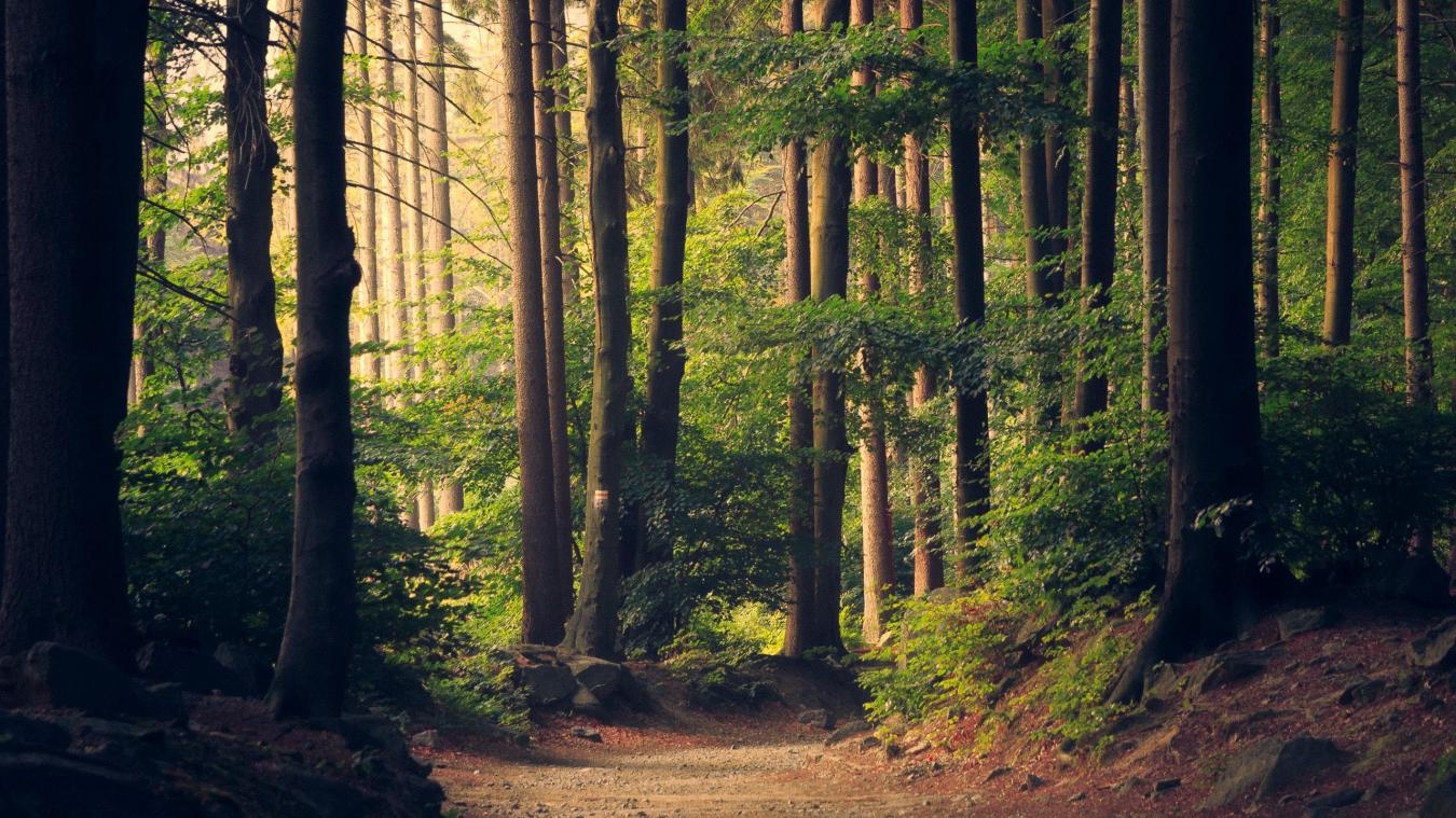 Milieu-ngo’s roepen op tot ‘sterke’ EU-wet voor natuurherstel