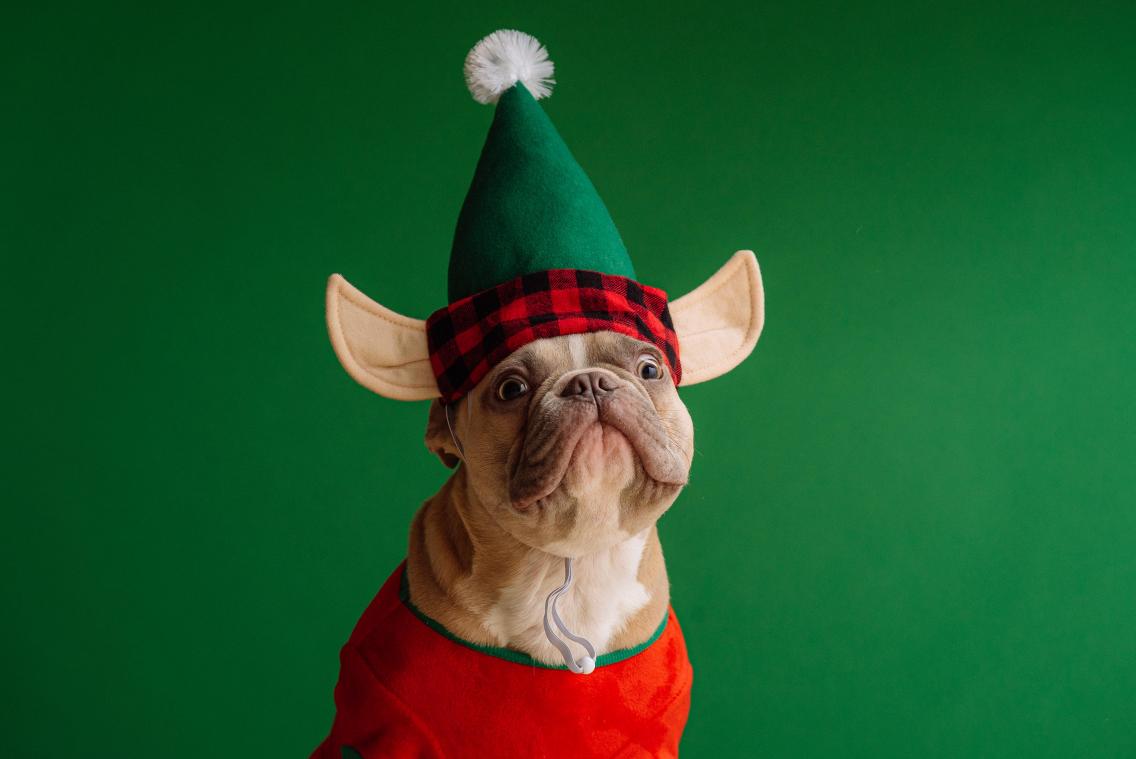 AHA. Dit zijn de favoriete kerstliedjes van jouw hond